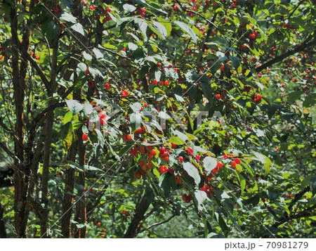 オトコヨウゾメの赤い実 70981279