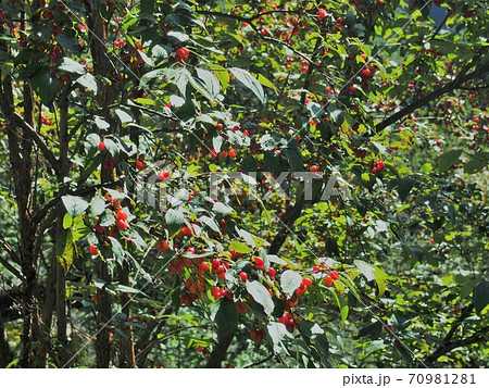 オトコヨウゾメの赤い実 オトコヨウゾメの赤い実 70981281