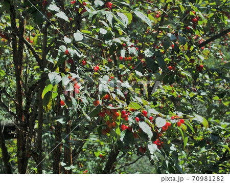 オトコヨウゾメの赤い実 オトコヨウゾメの赤い実 70981282