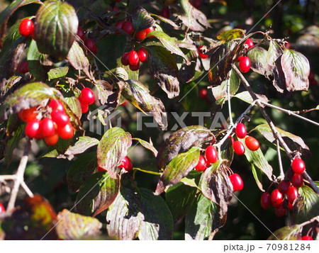 オトコヨウゾメの赤い実 70981284