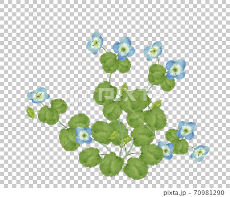 オオイヌノフグリの水彩画のイラスト素材 [70981290] - PIXTA