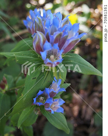 りんどう リンドウの花 野生のリンドウ 竜胆の写真素材