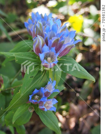 りんどう リンドウの花 野生のリンドウ 竜胆の写真素材