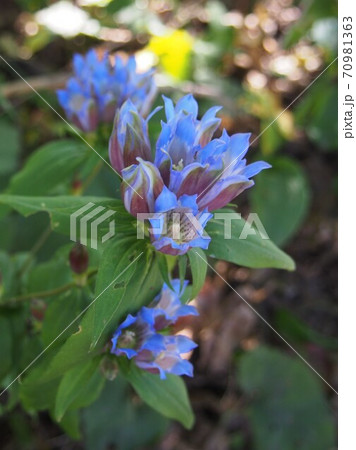 りんどう　リンドウの花　野生のリンドウ　竜胆 70981363