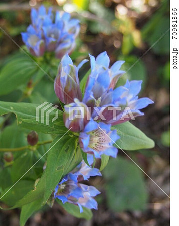 りんどう　リンドウの花　野生のリンドウ　竜胆 70981366