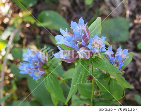 りんどう リンドウの花 野生のリンドウ 竜胆の写真素材