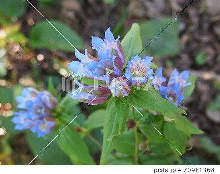 りんどう リンドウの花 野生のリンドウ 竜胆の写真素材