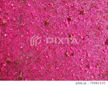 Pink pollen falls on the cement floor. Pink pollen falls on the cement floor. 70981520