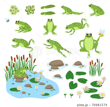 Set Of Cartoon Frog のイラスト素材