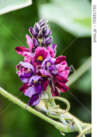 クズの花 クズの花 70981792