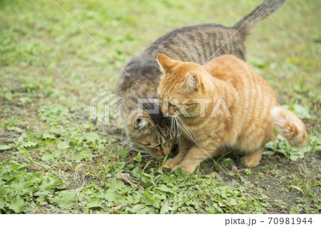 戯れる公園の野良猫 戯れる公園の野良猫 70981944