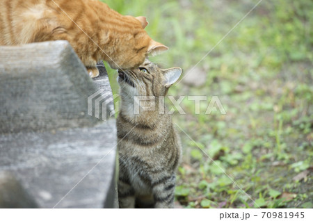 キスをする公園の野良猫 70981945
