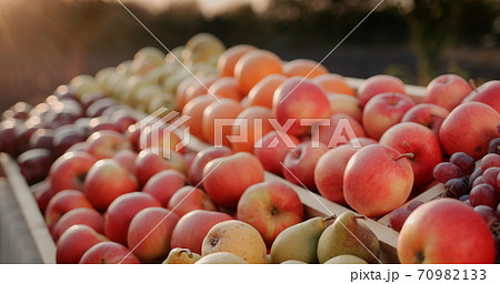 The counter with seasonal fruit at the farmers market - apples, pears and other 70982133