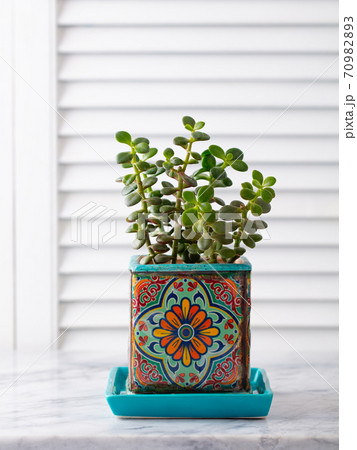 Home plant succulent, aloe on marble table. White wooden background. Copy space. Home plant succulent, aloe on marble table. White wooden background. Copy space. 70982893
