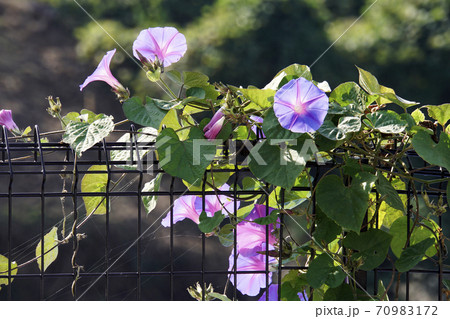 柵に絡みつく朝顔の花 柵に絡みつく朝顔の花 70983172