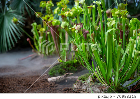 Very rare carnivorous plants in the rainy jungle with morning ground fog or mist, plant science Very rare carnivorous plants in the rainy jungle with morning ground fog or mist, plant science 70983218