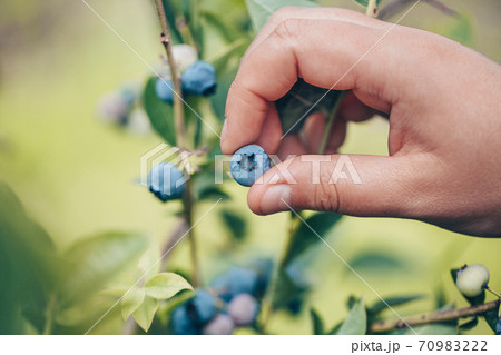 Young woman hands harvesting a fresh blueberries, fruit concept Young woman hands harvesting a fresh blueberries, fruit concept 70983222