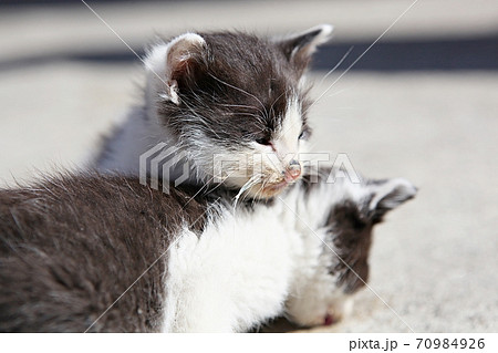 猫 動物 子 70984926