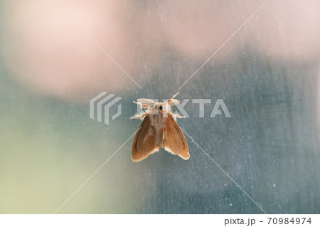 エイリアンのように見えるガラスに張り付く蛾 70984974
