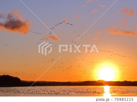 伊豆沼の朝の飛び立ち 70985215