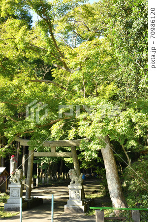 鳴滝不動尊 鳥居 鳴滝不動尊 鳥居 70986120