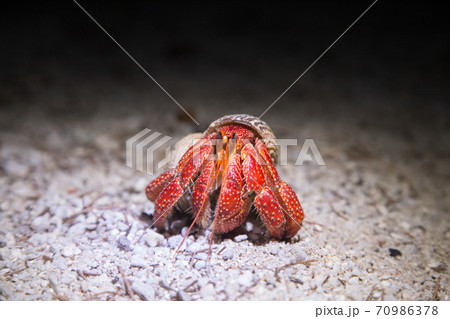 Strawberry Hermit Crab at night Strawberry Hermit Crab at night 70986378