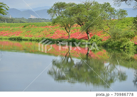 【岐阜県 海津市】津屋川堤防に咲く彼岸花 【岐阜県 海津市】津屋川堤防に咲く彼岸花 70986778