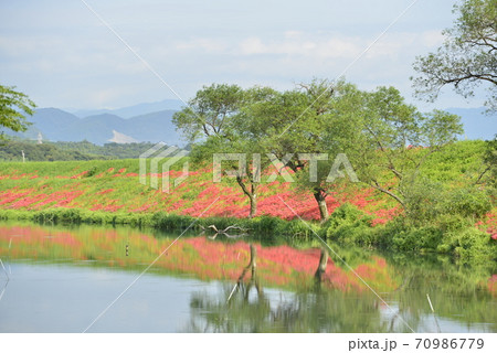 【岐阜県　海津市】津屋川堤防に咲く彼岸花 70986779