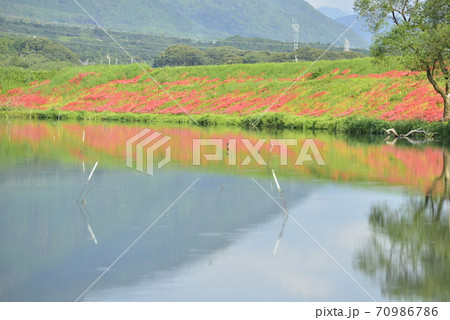 【岐阜県 海津市】津屋川堤防に咲く彼岸花 【岐阜県 海津市】津屋川堤防に咲く彼岸花 70986786
