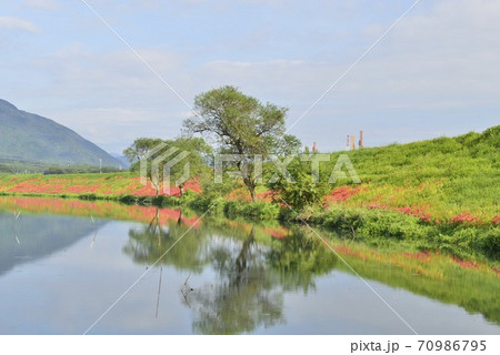 【岐阜県　海津市】津屋川堤防に咲く彼岸花 70986795