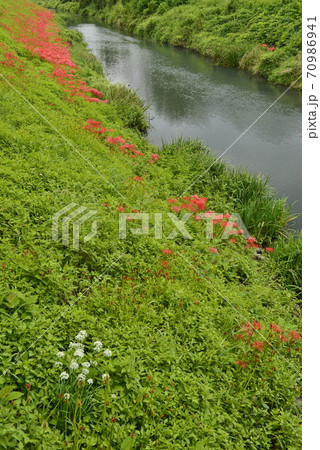 【岐阜県　海津市】津屋川堤防に咲く彼岸花 70986941
