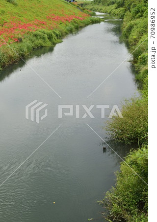 【岐阜県　海津市】津屋川堤防に咲く彼岸花 70986952