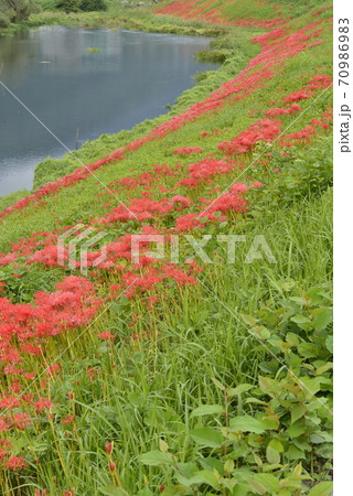 【岐阜県　海津市】津屋川堤防に咲く彼岸花 70986983