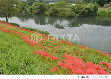 【岐阜県 海津市】津屋川堤防に咲く彼岸花 【岐阜県 海津市】津屋川堤防に咲く彼岸花 70986996