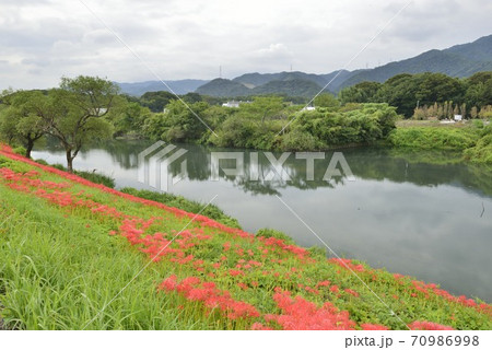 【岐阜県 海津市】津屋川堤防に咲く彼岸花 【岐阜県 海津市】津屋川堤防に咲く彼岸花 70986998