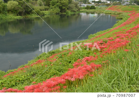 【岐阜県　海津市】津屋川堤防に咲く彼岸花 70987007