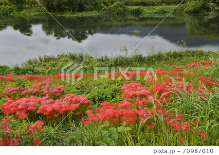 岐阜県 海津市 津屋川堤防に咲く彼岸花の写真素材