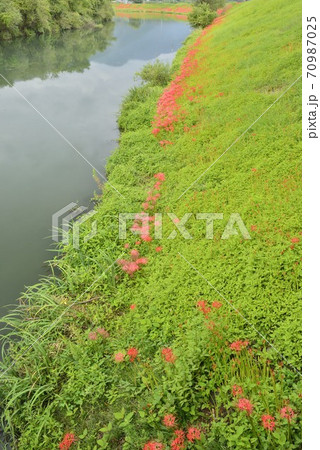 【岐阜県　海津市】津屋川堤防に咲く彼岸花 70987025