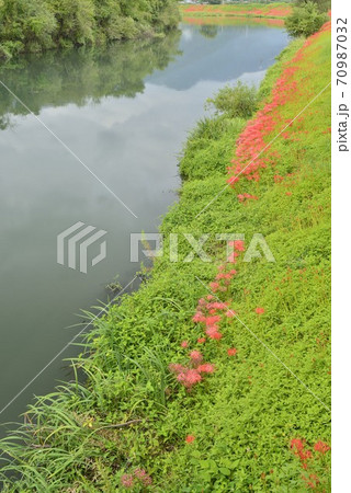 【岐阜県 海津市】津屋川堤防に咲く彼岸花 【岐阜県 海津市】津屋川堤防に咲く彼岸花 70987032