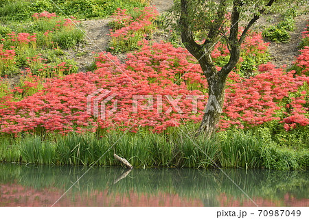 岐阜県 海津市 津屋川堤防に咲く彼岸花の写真素材