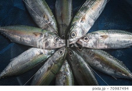 Fresh Mackerel sardine fishes. Fresh Mackerel sardine fishes. 70987494