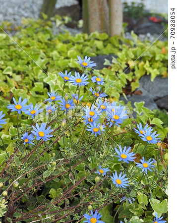 春の庭に咲くブルーデイジーの花の写真素材