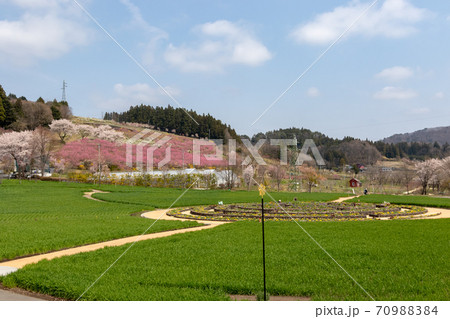 中之条ガーデンズ 花桃の丘とスパイラルガーデンの写真素材 7094