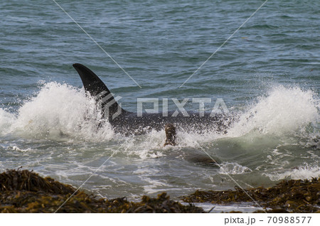 Orca Patagonia , Argentina 70988577
