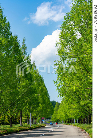 泉パークタウンのメタセコイア新緑 70988692