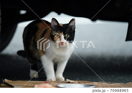 弟の茶トラ子猫が行方不明になり一人寂しく朝ごはんを食べる野良猫三毛猫お姉ちゃんの写真素材