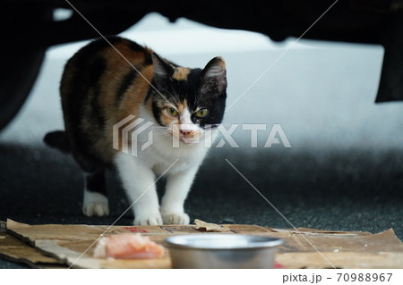 弟の茶トラ子猫が行方不明になり一人寂しく朝ごはんを食べる野良猫三毛猫お姉ちゃんの写真素材