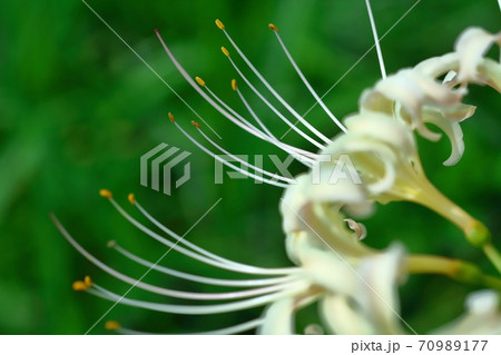 情熱の花 70989177
