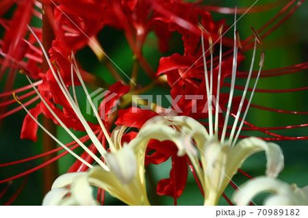 情熱の花 70989182