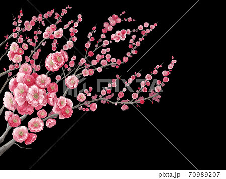 梅の花の水彩イラスト素材背景黒のイラスト素材 7097
